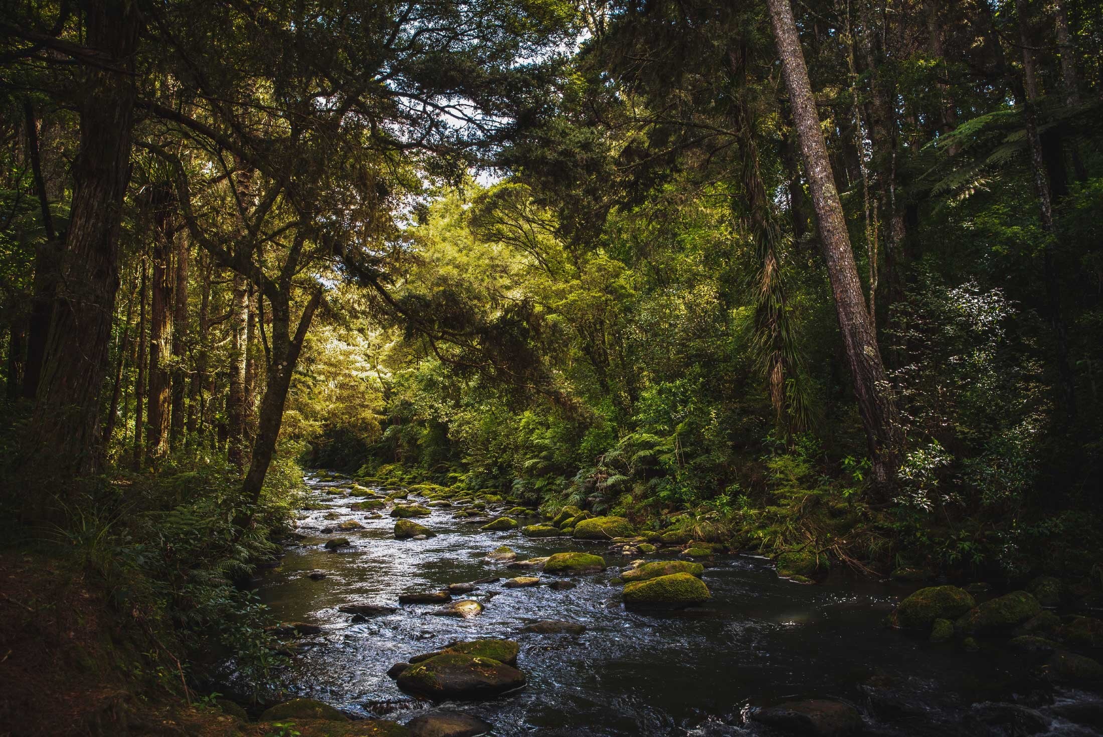 New Zealand forest and stream