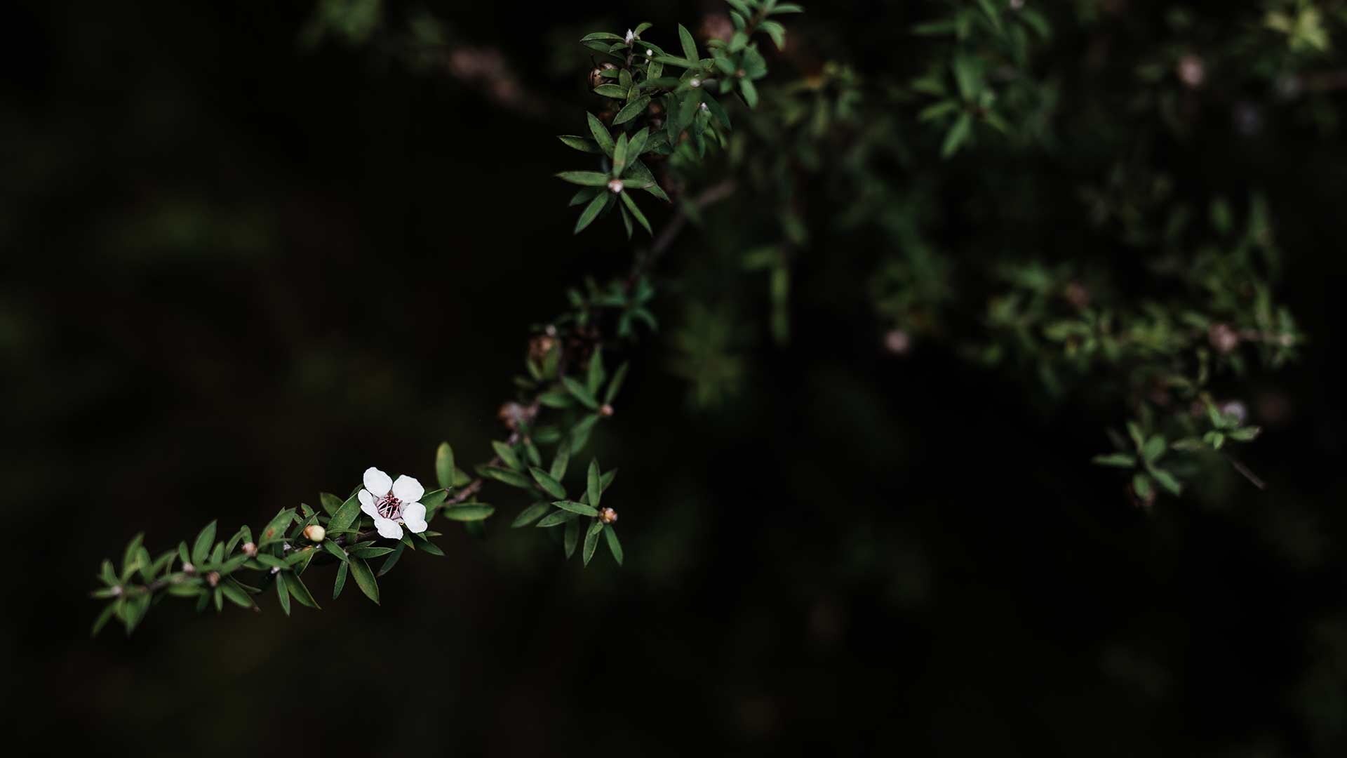 Manuka Flowers