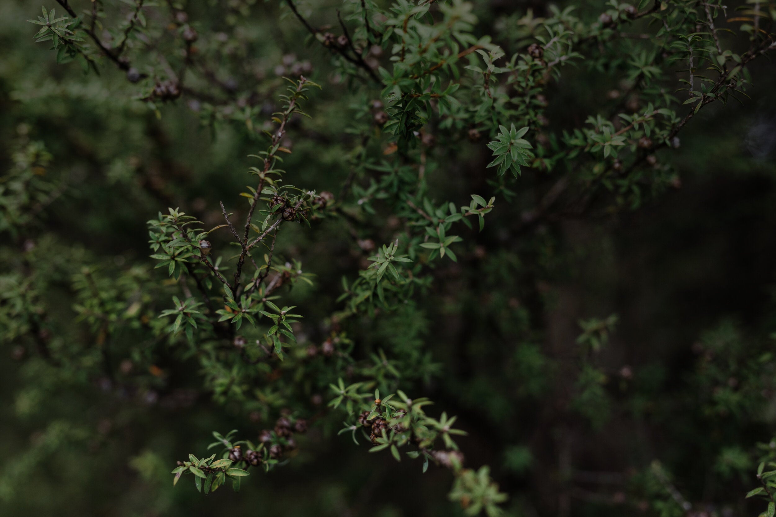 Manuka leaves branches
