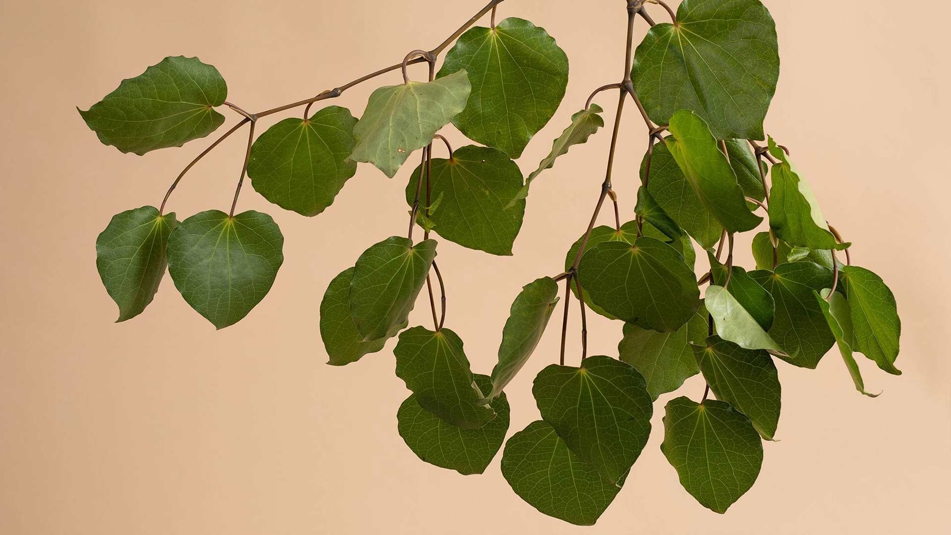 Kawakawa Herb