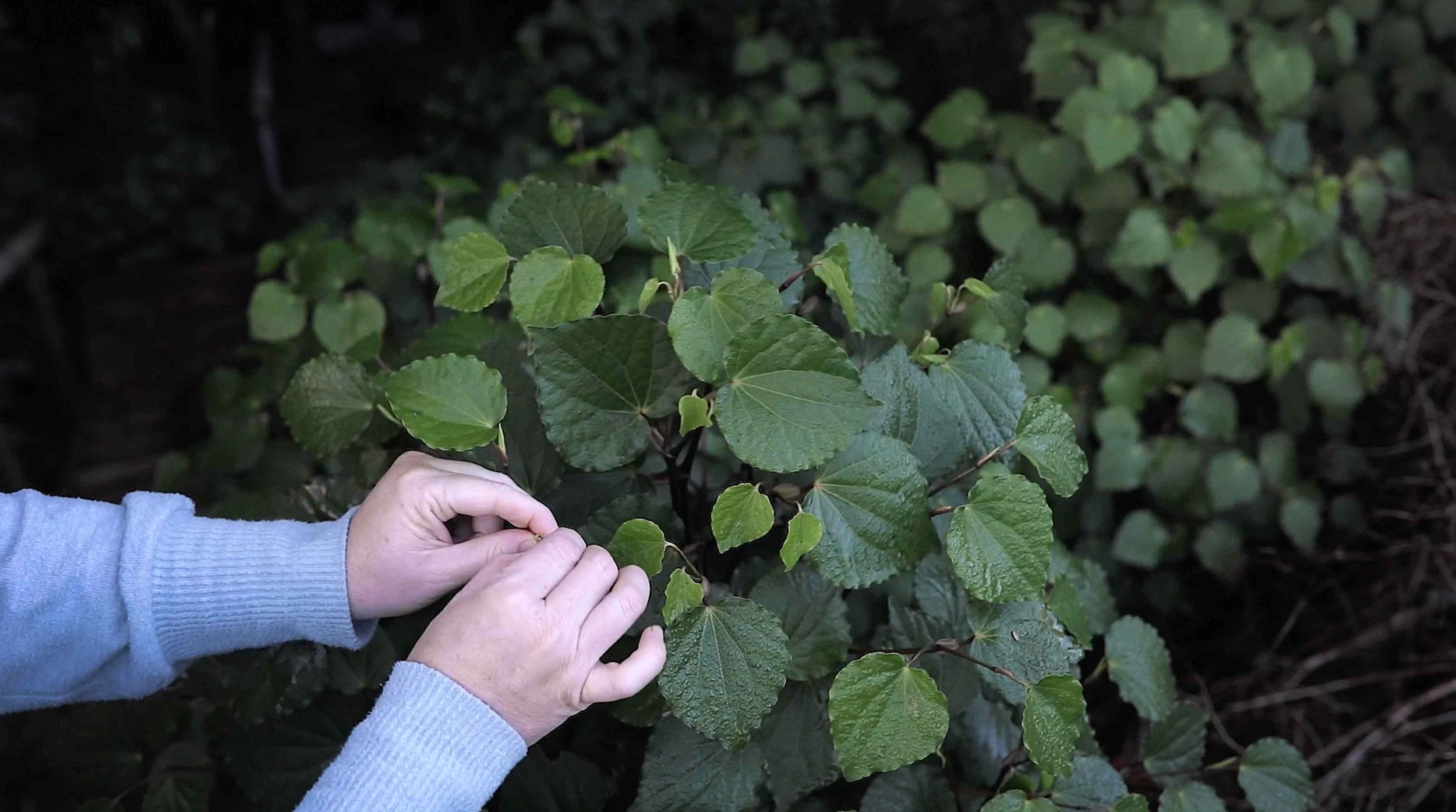 Picking Kawakawa Leaves
