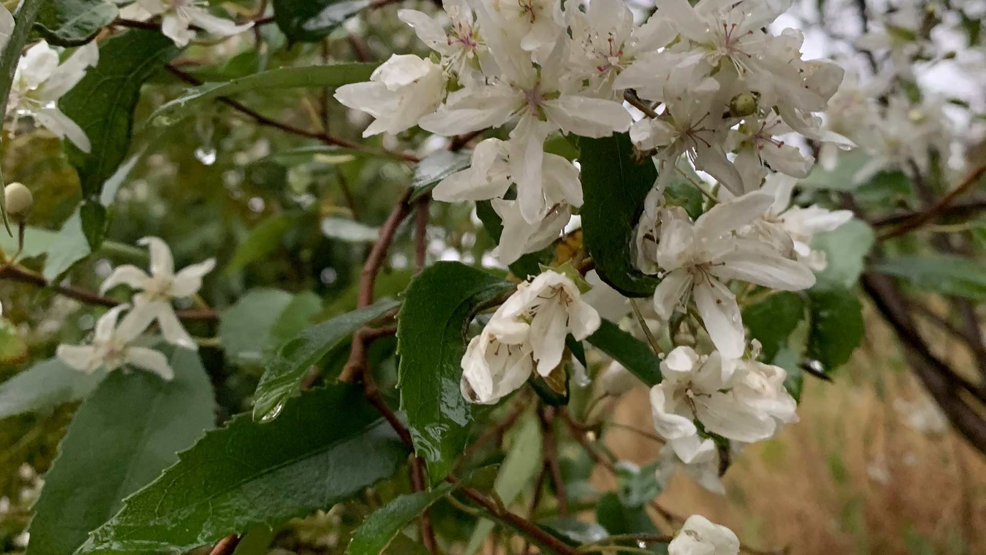Houhere flowers