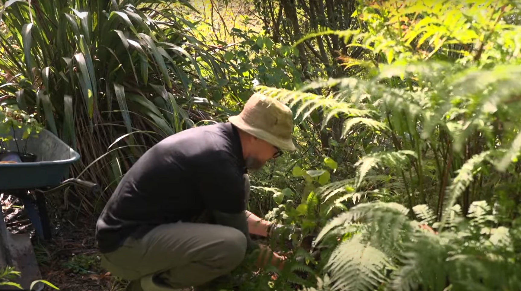 Load video: The health benefits of NZ native plants